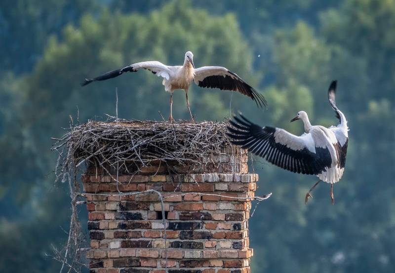 Professional Chimney Animal Removal Services in West Palm Beach, Florida